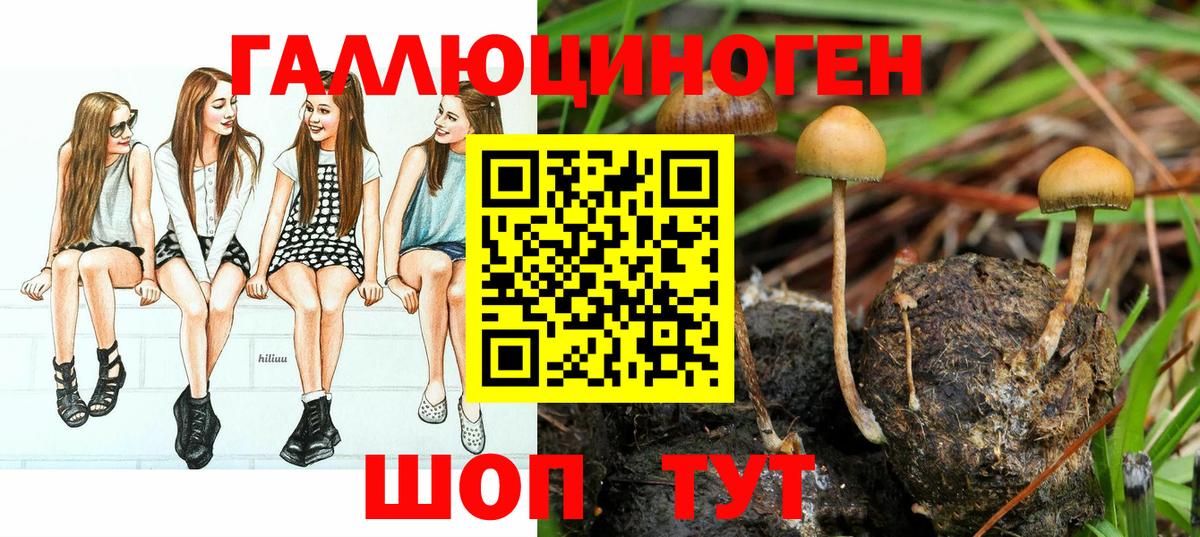 Псилоцибиновые грибы Psilocybe  Вход с VPN  Вольск 
